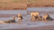 मगरमच्छ को घेरने के लिए शेरों ने बनाया सॉलिड प्लान, फिर उसके साथ जो किया वो... (Watch Viral Video)